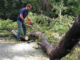 Trusted Southport, NC Tree Removal Services Experts