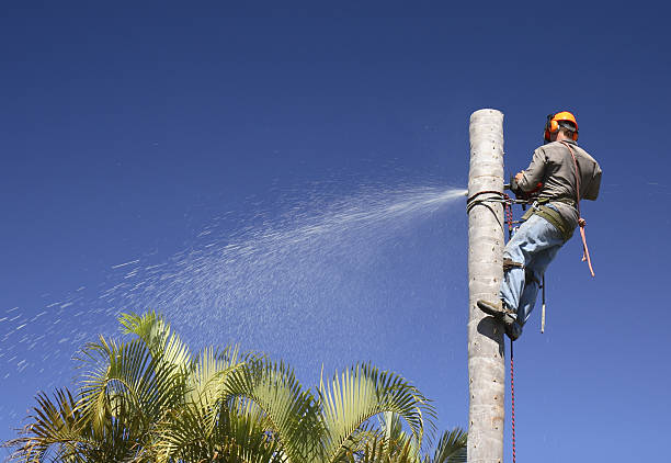 How Our Tree Care Process Works  in  Southport, NC